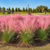 2 Pink Muhly Grass Plants – Live Ornamental Grass for Garden Planting, 4-8 Inch Tall - Image 1