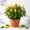 2 Yellow Shrimp Plant Live Plants, Golden Shrimp Starter, 4-7 Inch Seedlings - Image 1