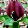 20 Purple Prairie Trillium Bulbs - Wood Lily for Shade Gardens - Image 1