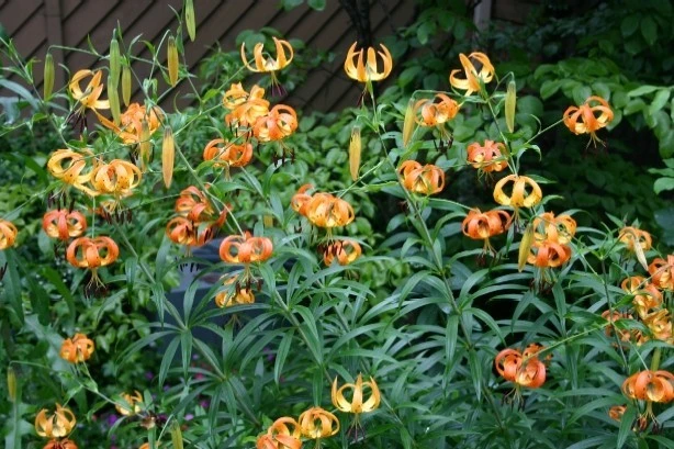 20 Turk's Cap Lily Bulbs - Lilium martagon - Vibrant Red Garden Flowers - Image 2