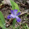 20 Wild Crested Iris Roots - Bare Root Perennial Flower for Outdoor Garden - Image 1