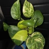 3-in-1 Pothos Mix Live Plant - Golden, Neon, Jade - 4" Pot - Indoor/Outdoor - Image 1