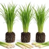 3 Live Lemongrass Plants – 4-6 Inch Tall Fragrant Herb Starters for Outdoor Gardens - Image 1