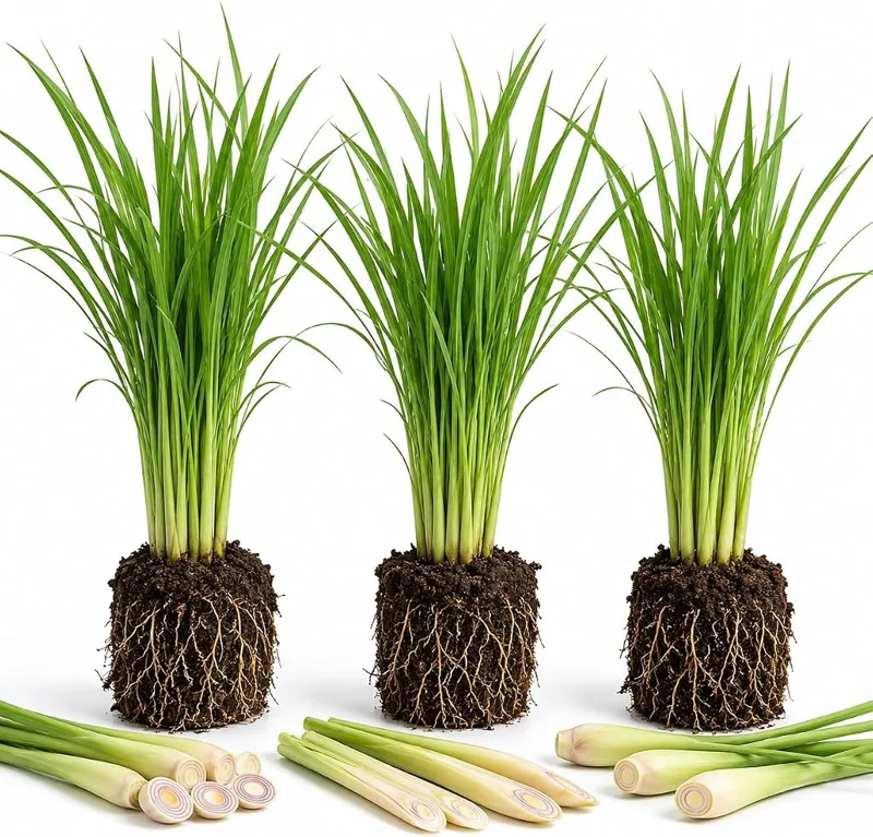 3 Live Lemongrass Plants – 4-6 Inch Tall Fragrant Herb Starters for Outdoor Gardens - Image 1