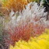 3 Pack Autumn Flame Grass Live Plant - Ornamental Perennial Miscanthus, Zones 5-9 - Image 1