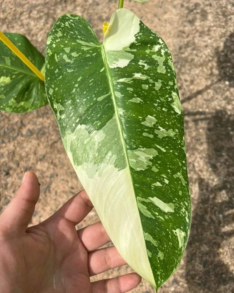3-Pack Beginner Houseplant Combo Live Plants - Pothos, Spider, Philodendron Starter - Image 10