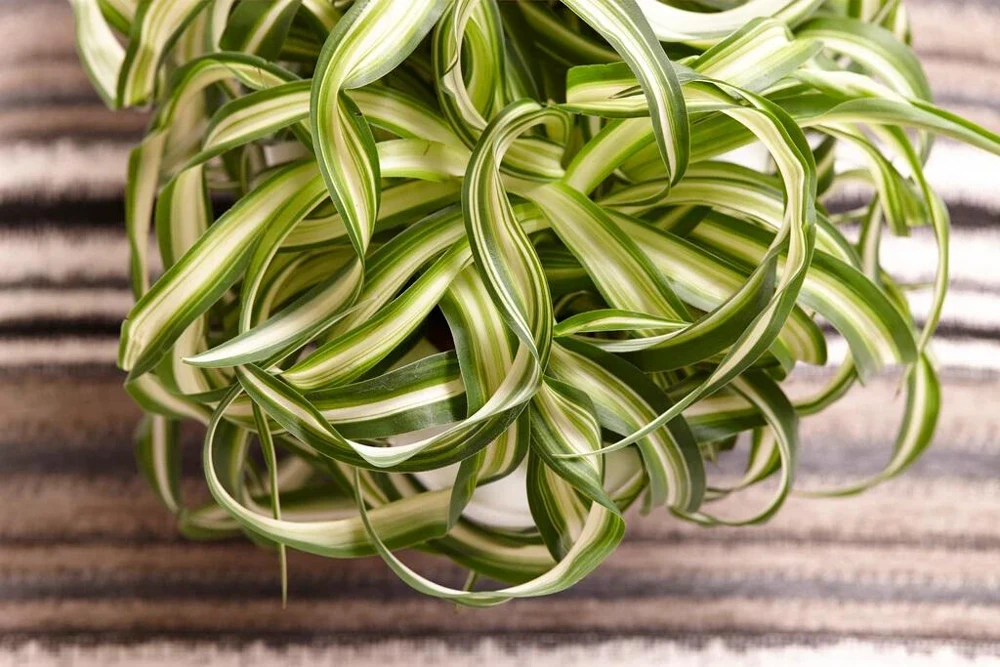 3-Pack Beginner Houseplant Combo Live Plants - Pothos, Spider, Philodendron Starter - Image 3