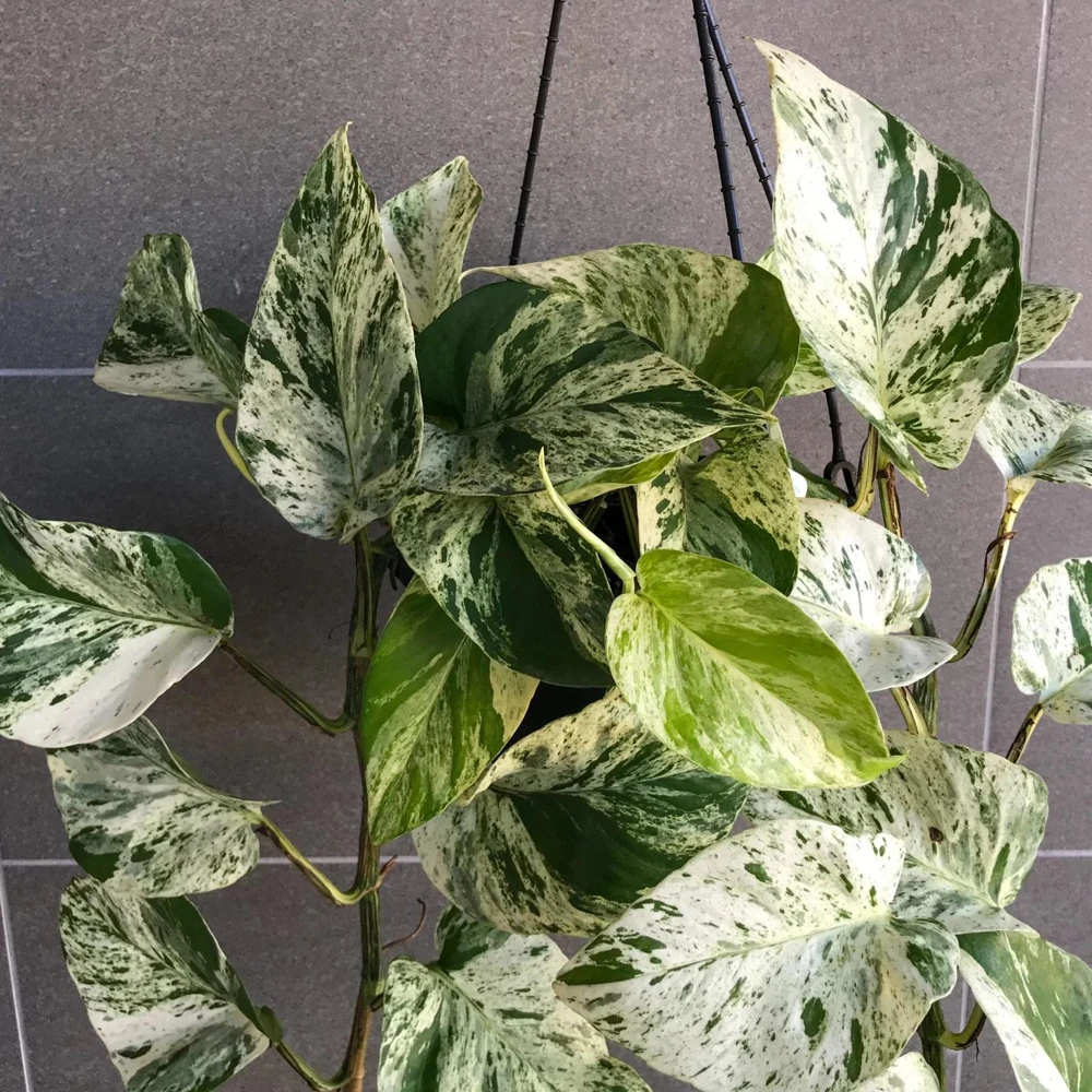 3-Pack Beginner Houseplant Combo Live Plants - Pothos, Spider, Philodendron Starter - Image 4