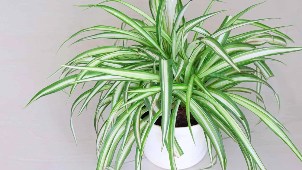 3-Pack Beginner Houseplant Combo Live Plants - Pothos, Spider, Philodendron Starter - Image 5