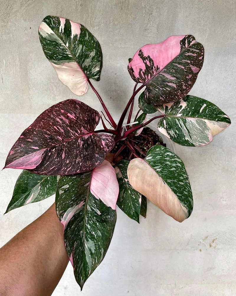 3-Pack Beginner Houseplant Combo Live Plants - Pothos, Spider, Philodendron Starter - Image 6