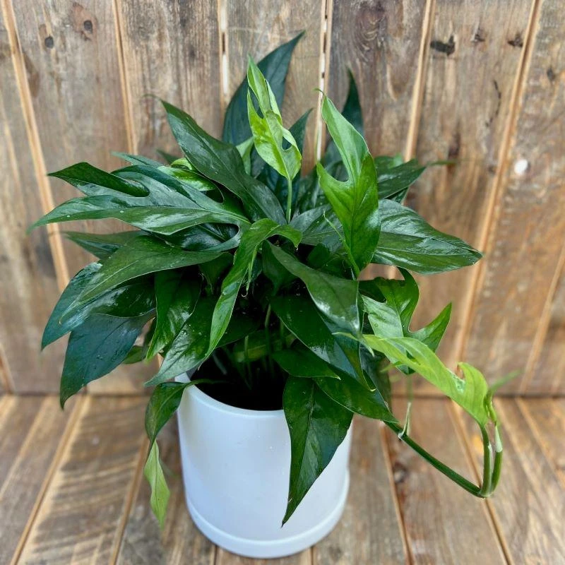 3-Pack Beginner Houseplant Combo Live Plants - Pothos, Spider, Philodendron Starter - Image 8