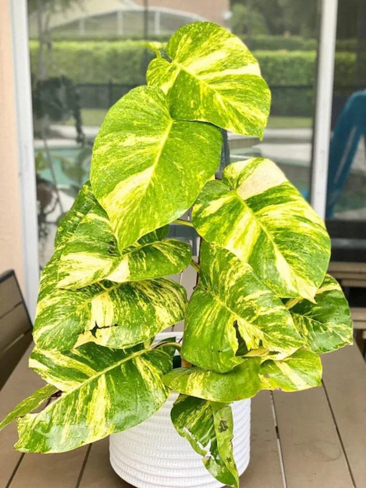 3-Pack Beginner Houseplant Combo Live Plants - Pothos, Spider, Philodendron Starter - Image 9