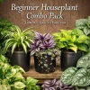 3-Pack Beginner Houseplant Combo Live Plants - Pothos, Spider, Philodendron Starter - Image 1