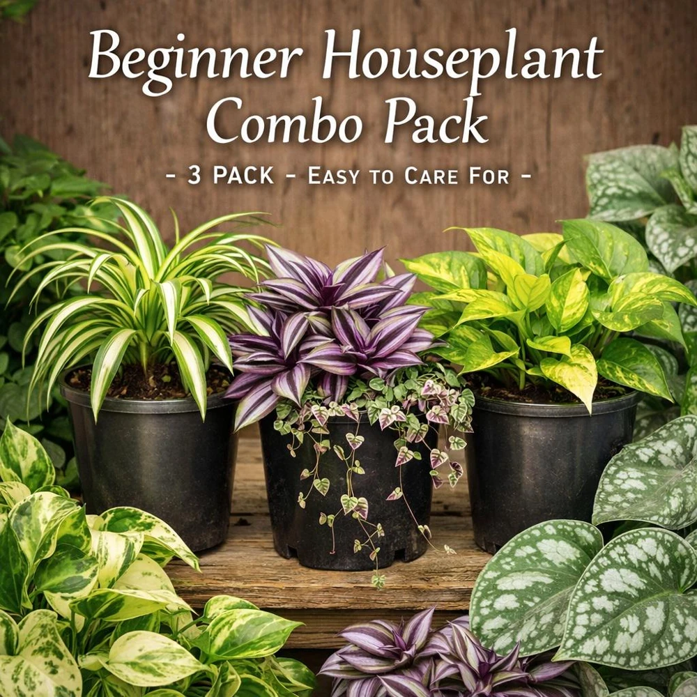 3-Pack Beginner Houseplant Combo Live Plants - Pothos, Spider, Philodendron Starter - Image 1