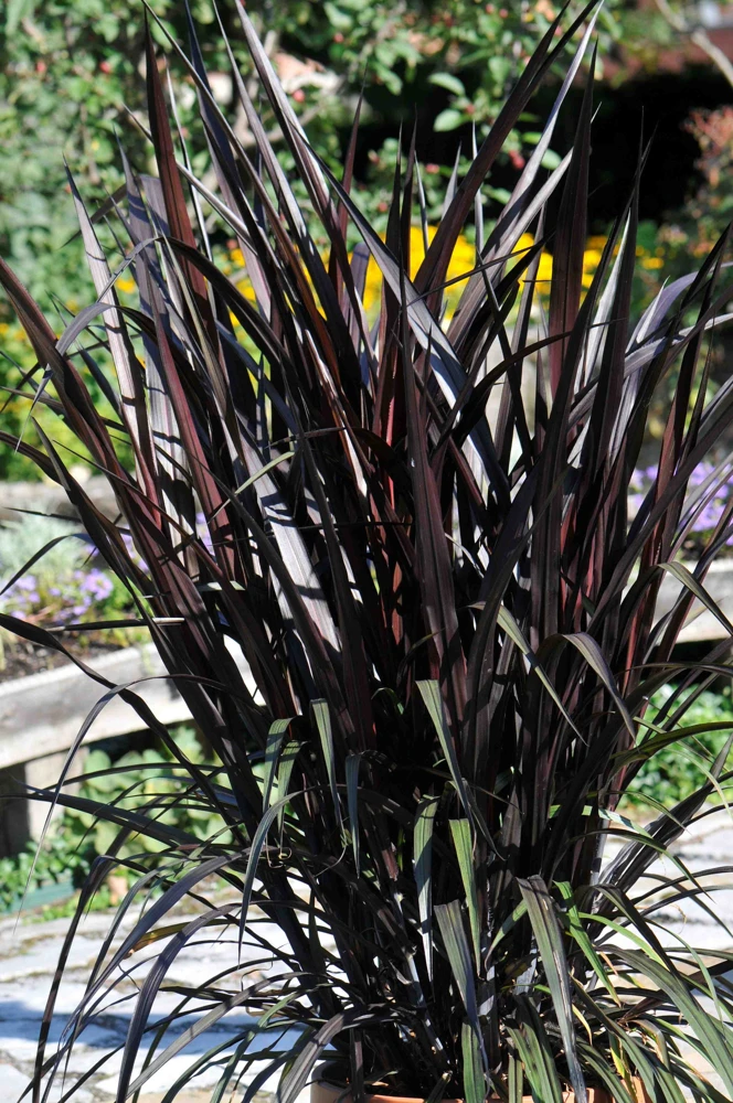 3 Pack Black Princess Grass Live Plant - Pennisetum purpureum - Outdoor - Image 2
