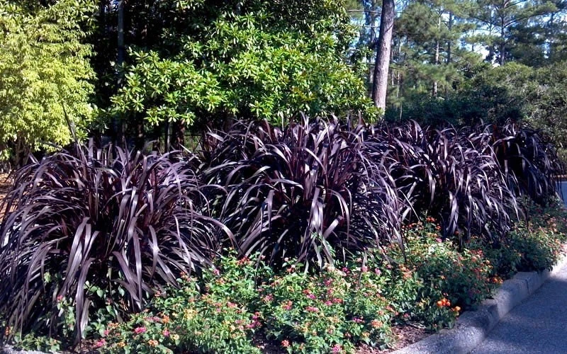 3 Pack Black Princess Grass Live Plant - Pennisetum purpureum - Outdoor - Image 4