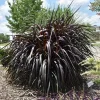 3 Pack Black Princess Grass Live Plant - Pennisetum purpureum - Outdoor - Image 1