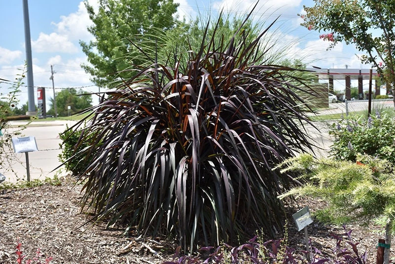 3 Pack Black Princess Grass Live Plant - Pennisetum purpureum - Outdoor - Image 1