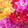 3 Pack Color Blast Bougainvillea Live Plant Starter, 2.5x4 inch Pot, Outdoor Vine - Image 1