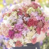 3 Pack Color Blast Yarrow Mix Live Plant - Achillea Perennial Flowers - USDA Zones 3-9 - Image 1