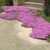 3 Pack Drummond's Pink Creeping Phlox Live Plant - Periwinkle Ground Cover - Image 1