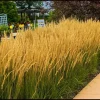 3 Pack Golden Feather Grass 'Karl Foerster' Live Plant – Perennial Grass 5 ft Tall Zone 4-9 - Image 1