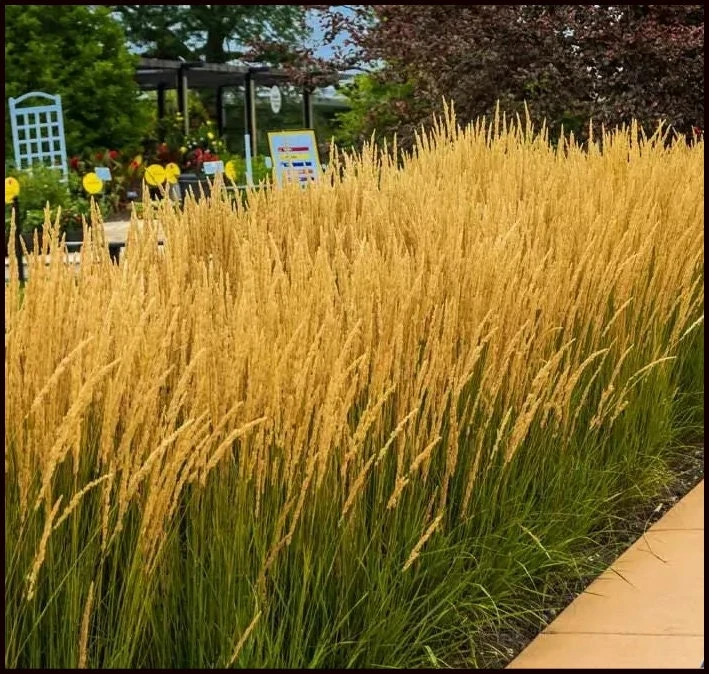 3 Pack Golden Feather Grass 'Karl Foerster' Live Plant – Perennial Grass 5 ft Tall Zone 4-9 - Image 1