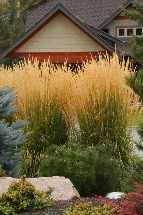 3 Pack Golden Feather Grass 'Karl Foerster' Live Plant – Perennial Grass 5 ft Tall Zone 4-9 - Image 2