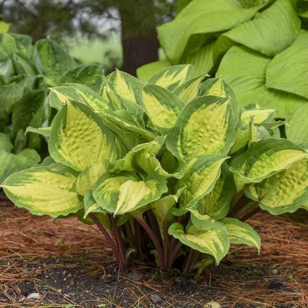 3 Pack Mixed Hosta Live Plants - Shade Perennials - Bare Root or Potted - Image 3