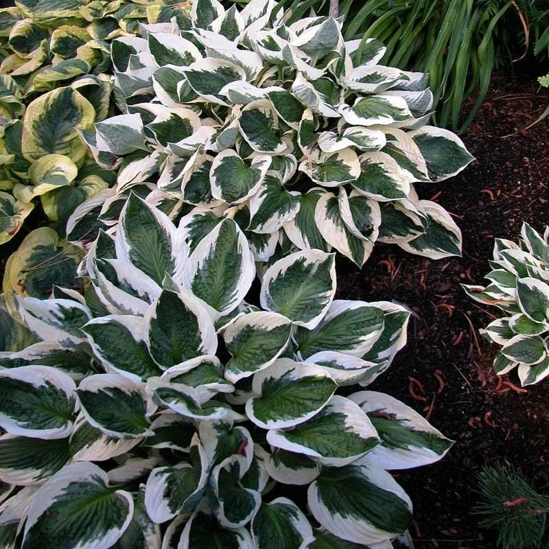 3 Pack Mixed Hosta Live Plants - Shade Perennials - Bare Root or Potted - Image 5
