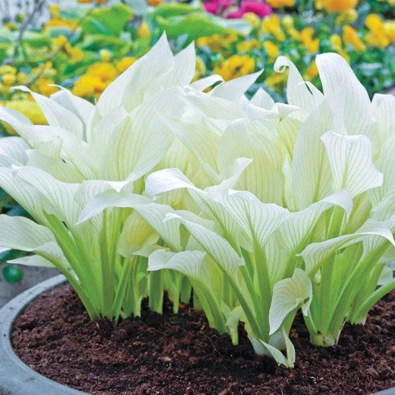 3 Pack Mixed Hosta Live Plants - Shade Perennials - Bare Root or Potted - Image 6