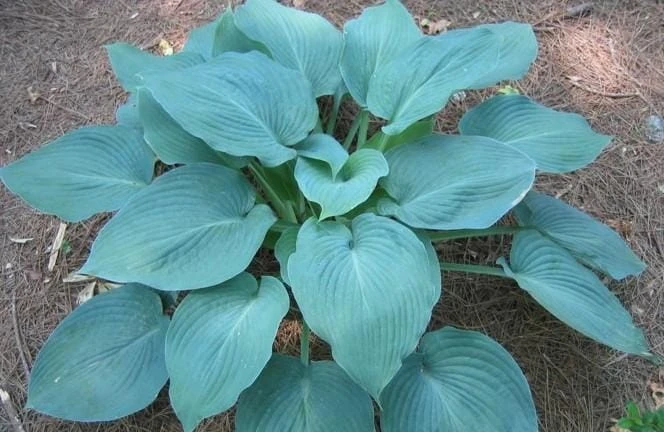 3 Pack Mixed Hosta Live Plants - Shade Perennials - Bare Root or Potted - Image 8