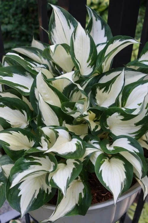 3 Pack Mixed Hosta Live Plants - Shade Perennials - Bare Root or Potted - Image 9