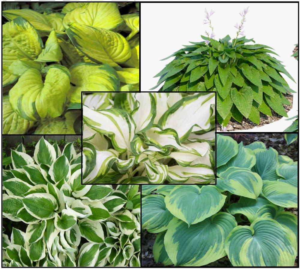 3 Pack Mixed Hosta Live Plants - Shade Perennials - Bare Root or Potted - Image 1