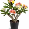 3 Pack Mixed Plumeria Cuttings – Frangipani Tropical Live Plant for Outdoor Gardens - Image 1