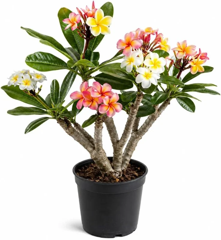 3 Pack Mixed Plumeria Cuttings – Frangipani Tropical Live Plant for Outdoor Gardens - Image 1