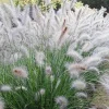 3 Pack White Fountain Grass Live Plant - Pennisetum alopecuroides Hameln - Outdoor Ornamental Grass - Image 1