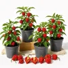 4 Carolina Reaper Pepper Live Plants - Hot Chili Starter - 4-6 Inch Tall - Image 1