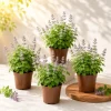 4 Catnip Live Plants, Perennial Herb, 4-8 Inch Tall for Home Garden - Image 1