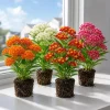 4 Mix Tropical Milkweed Plants Live, Asclepias, 4-8 Inch Tall, Perennial - Image 1