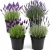 4 Mixed Lavender Live Plants, 4-8 Inches, Purple Flowering Herb, Outdoor Garden - Image 1