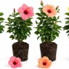 4 Pack Hardy Mix Hibiscus Live Plants – 4-7 Inches Tall – Assorted Shrubs for Outdoor Garden - Image 1