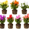 4 Random Christmas & Thanksgiving Cactus Live Plants, Tropical, 4-8 Inch Tall - Image 1