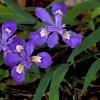 5 Crested Wild Iris Roots - Iris cristata Bare Root Plant Outdoor Perennial - Image 1