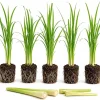 5 Live Lemongrass Plants, 4-6 Inches Tall, Well Rooted Herb Starters - Image 1