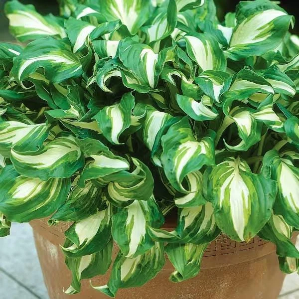 5 Mixed Hosta Live Plants – Perennial Rhizomes for Shade Gardens – Mixture of Colors – Zones 3-9 - Image 10