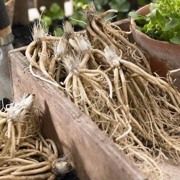 5 Mixed Hosta Live Plants – Perennial Rhizomes for Shade Gardens – Mixture of Colors – Zones 3-9 - Image 2
