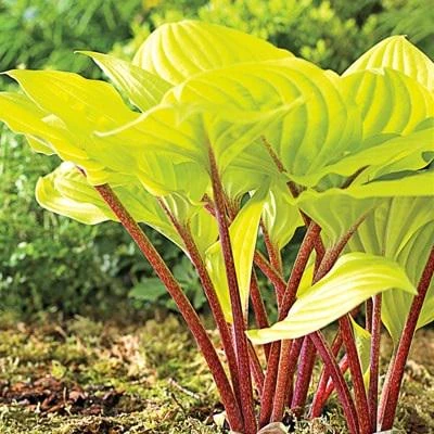 5 Mixed Hosta Live Plants – Perennial Rhizomes for Shade Gardens – Mixture of Colors – Zones 3-9 - Image 3