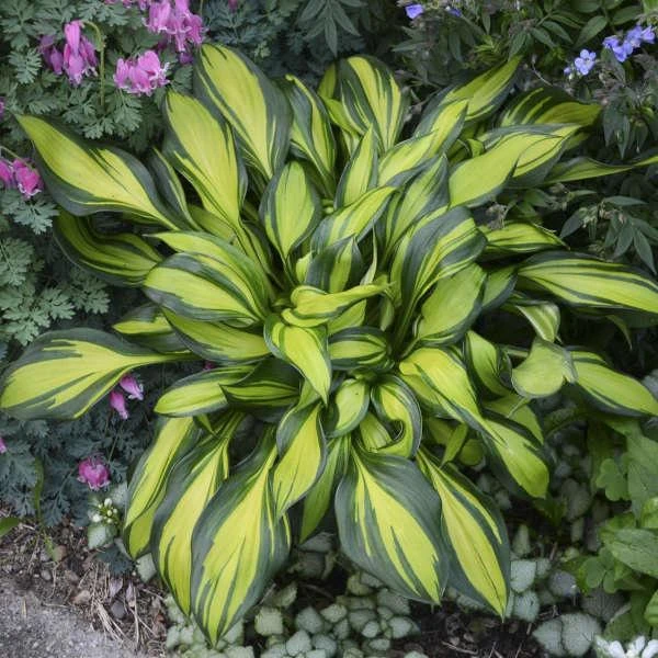 5 Mixed Hosta Live Plants – Perennial Rhizomes for Shade Gardens – Mixture of Colors – Zones 3-9 - Image 5