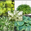 5 Mixed Hosta Live Plants – Perennial Rhizomes for Shade Gardens – Mixture of Colors – Zones 3-9 - Image 1